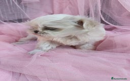 Bichón Maltés perros en venta: Macho y Hembra disponible!! - Imagen 4