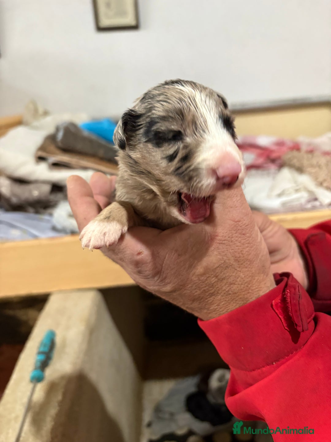 Border Collie perros en venta: Cachorros border collie machos y hembras varios  - Anuncio 9