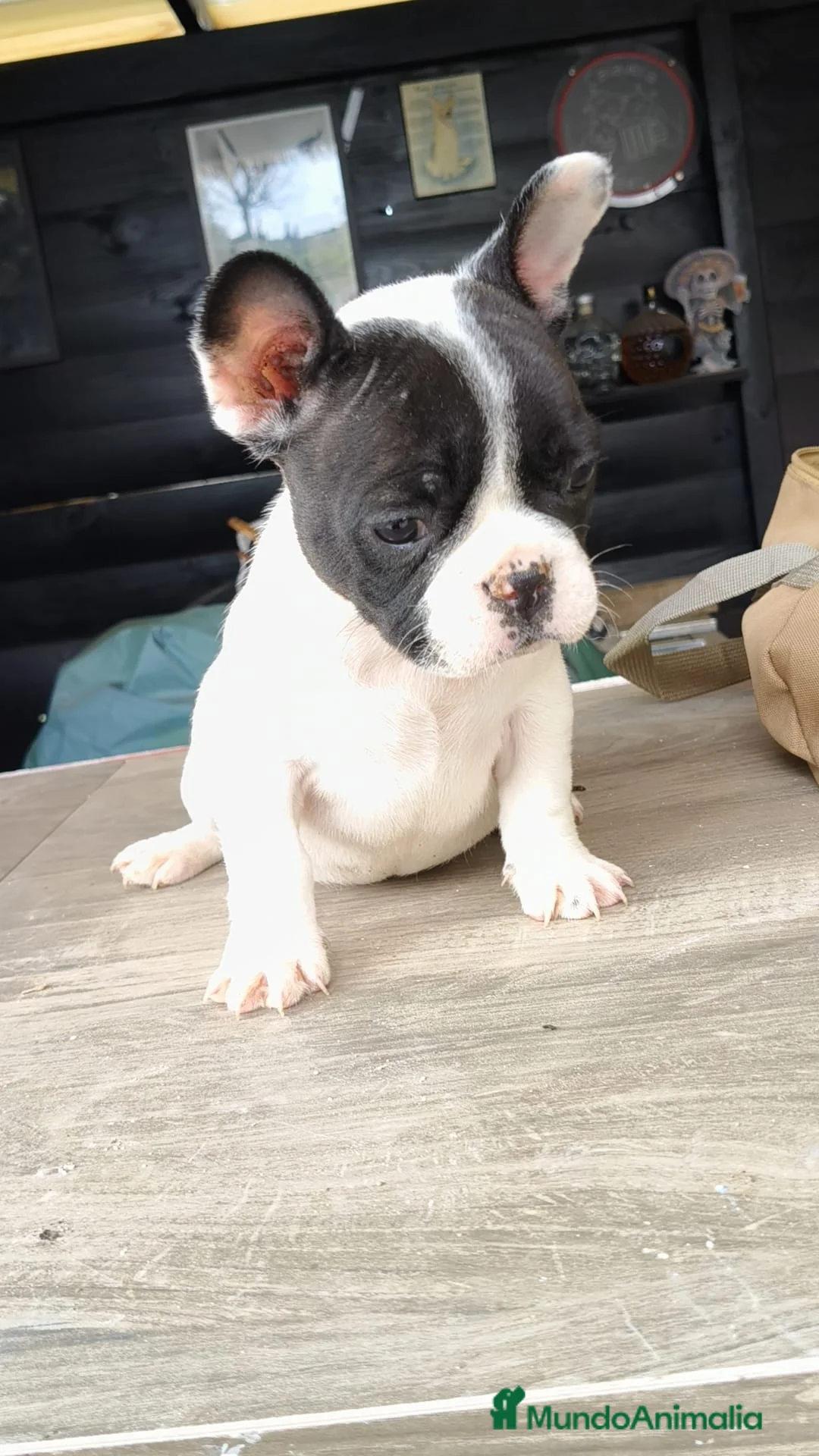 Bulldog Francés perros en venta: Bulldog francés  - Anuncio 1