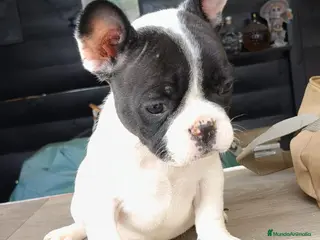Bulldog Francés perros Bulldog francés - Anuncio 2