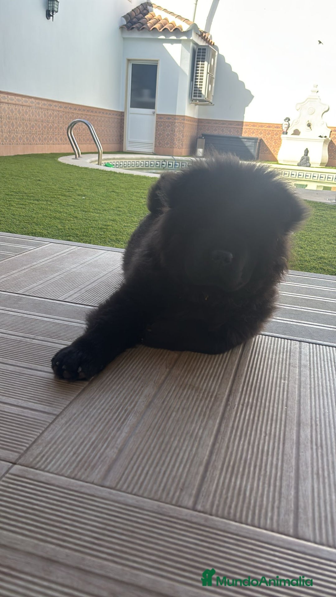Chow Chow perros en venta: Última hembra de chow chow - Anuncio 3