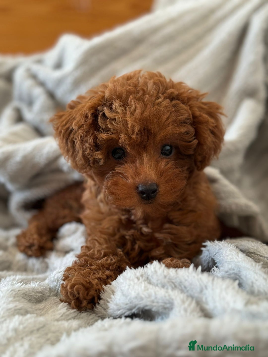 Caniche Toy perros en venta: Caniche del Valle  - Imagen 1