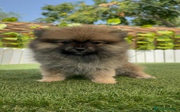 Pomerania perros en venta: POMERANIA HEMBRA  - Imagen 14