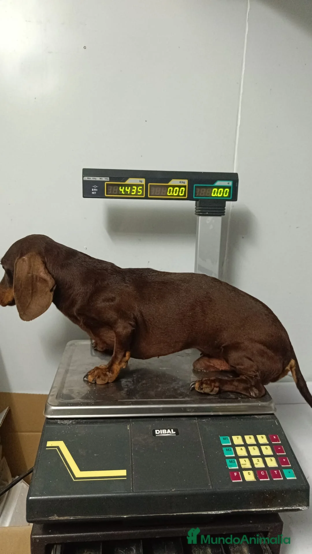 Teckel Miniatura perros en venta: Teckel Mini arlequín  - Anuncio 2