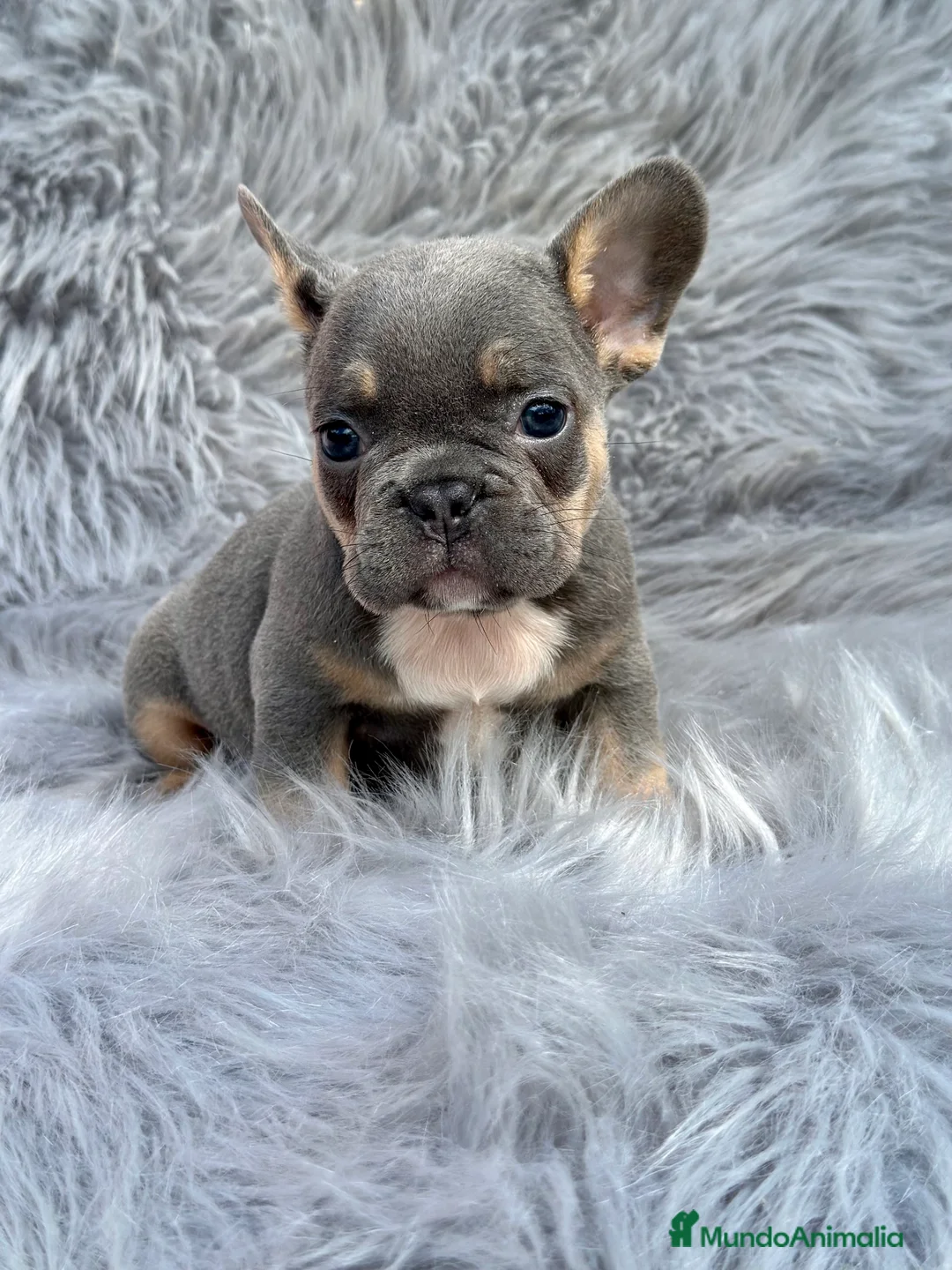 Bulldog Francés perros en venta: BULLDOG FRANCÉS BLUE TAN DISPONIBLES en Barcelona - Anuncio 4