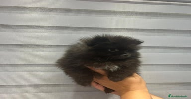 Pomerania perros - Anuncio 16