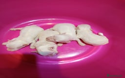 Raza Mixta perros en venta: Preciosos cachorritos de crestepoo  - Imagen 1
