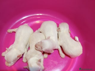 Raza Mixta perros - Anuncio 30