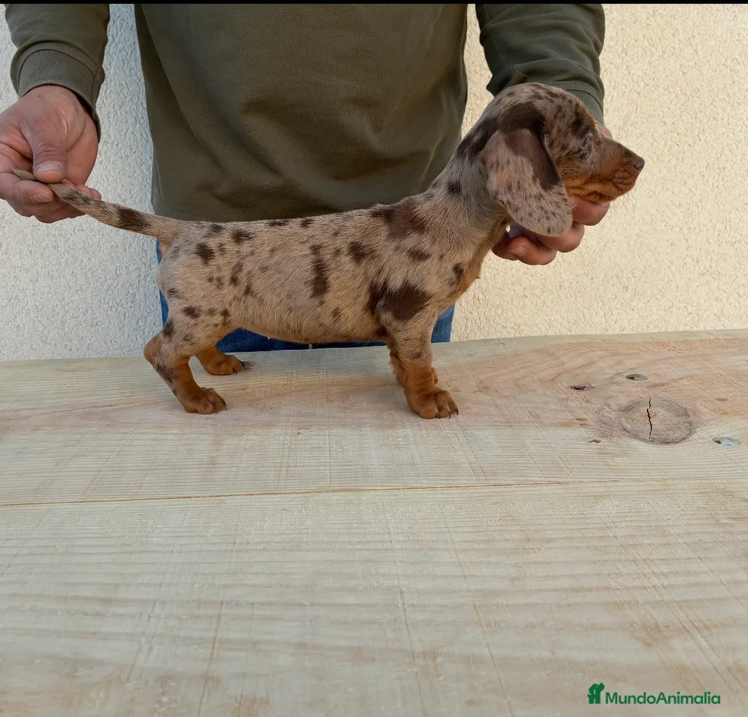 Teckel Miniatura perros en venta: Cachorra Teckel miniatura  - Anuncio 2