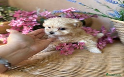 Maltipoo perros en venta: Maltipoo hembra toy fotos actuales  - Imagen 2