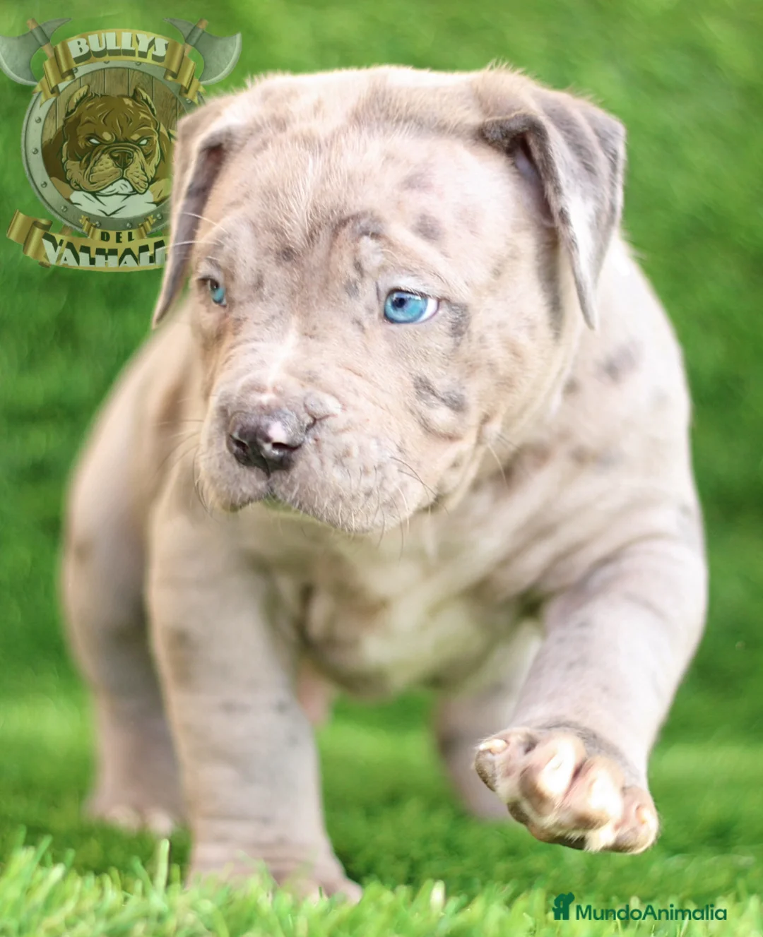 American Bully perros en venta: AMERICAN BULLY XL CACHORROS , CRIA PROFESIONAL  - Anuncio 5