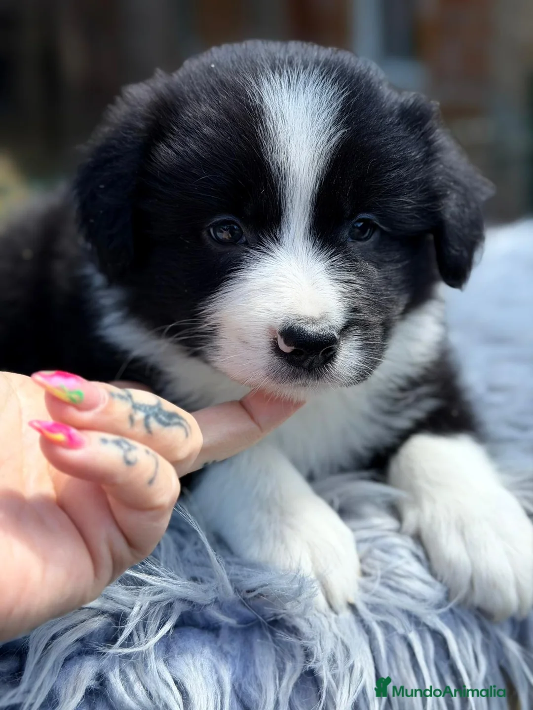 Border Collie perros en venta: BORDER COLLIE BICOLOR DISPONIBLES - Anuncio 5