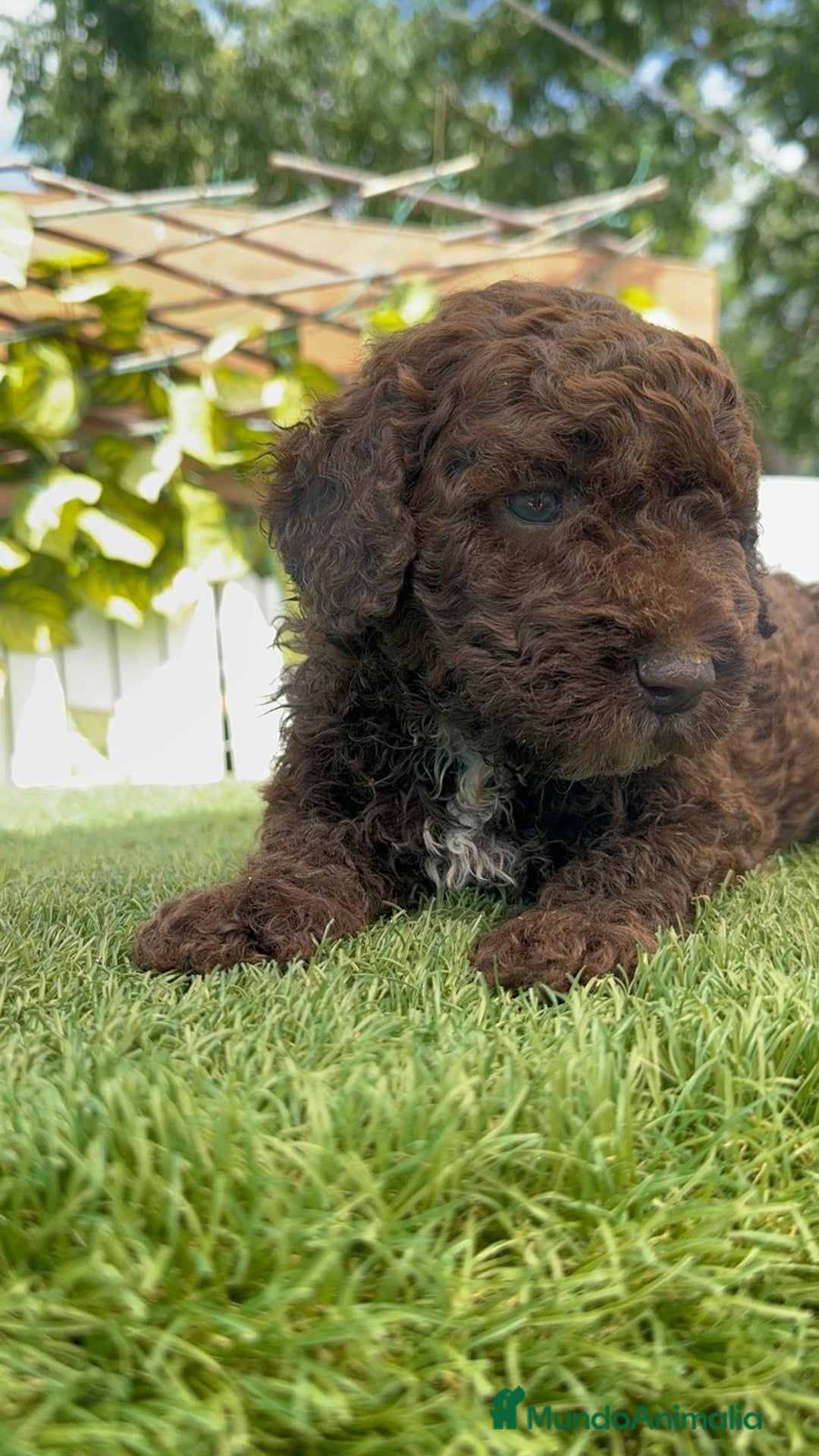 Perro de Agua Español perros en venta: PERRO DE AGUA ESPAÑOL - Imagen 26