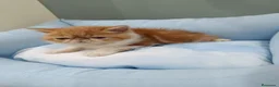 Exótico de Pelo Corto gatos en venta: persa exótico  - Anuncio 3