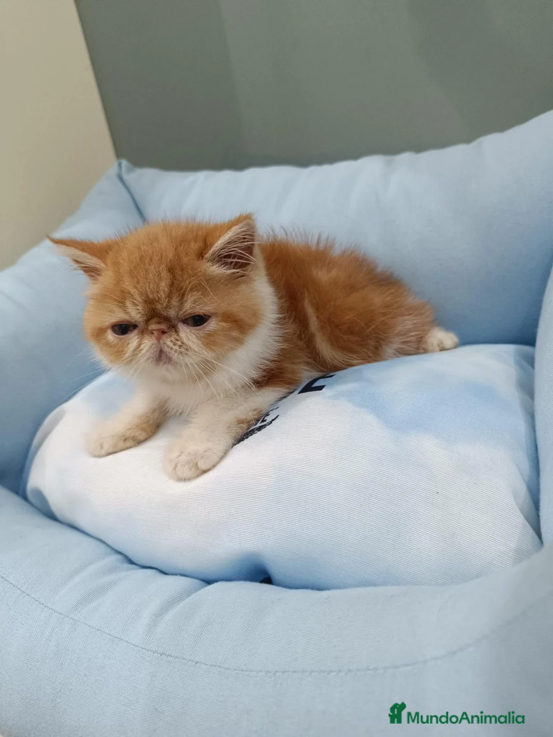 Exótico de Pelo Corto gatos en venta: persa exótico  - Anuncio 3