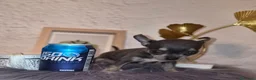 Chihuahua perros en venta: Chihuahua blue  - Anuncio 26
