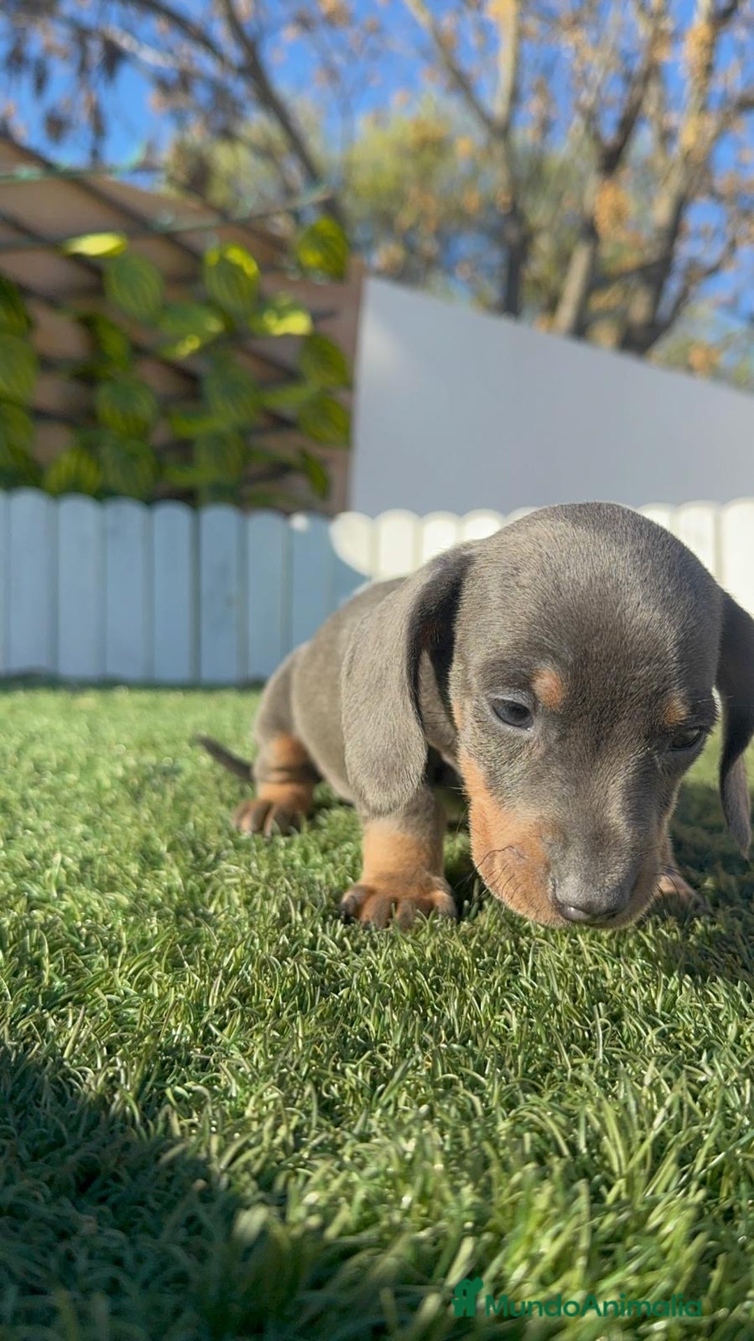 Teckel Miniatura perros en venta: TECKEL MINIATURA BLUE AND TAN - Anuncio 7