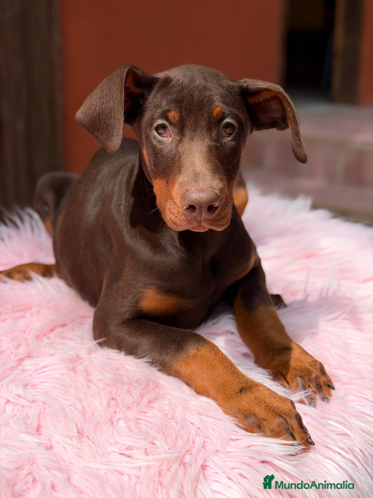 Dobermann perros Doberman chocolate americana  - Anuncio 2