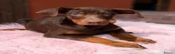 Dobermann perros en venta: Doberman chocolate americana  - Anuncio 1