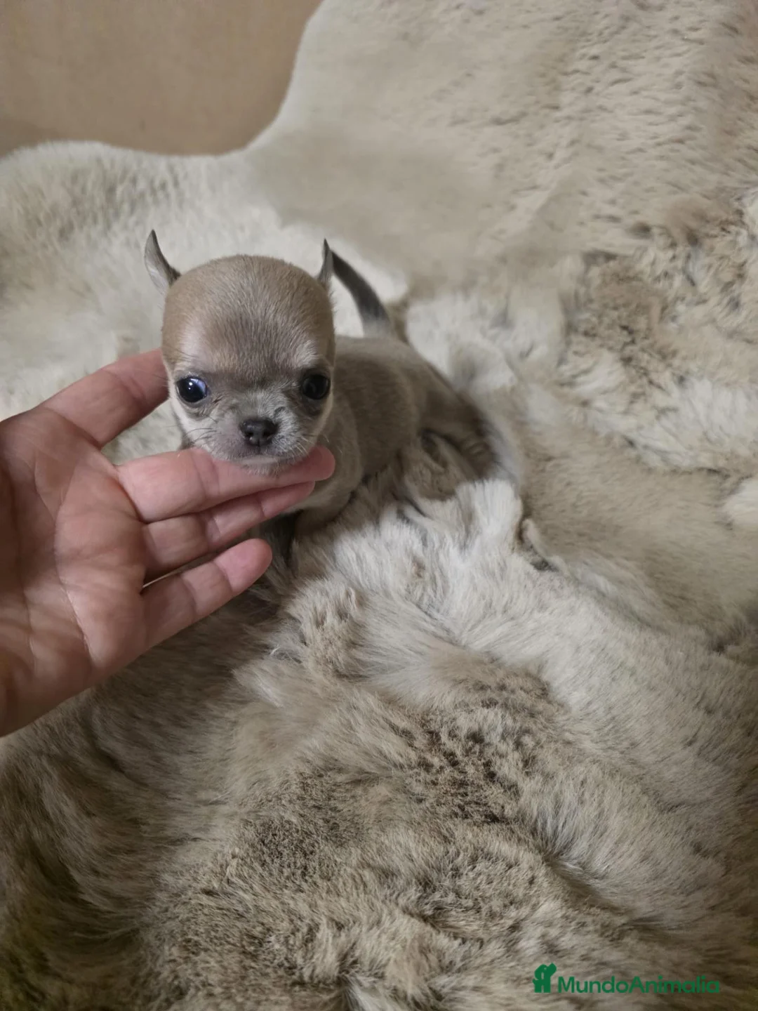 Chihuahua perros en venta: Miniatura 💎chihuahua hembra  - Anuncio 5