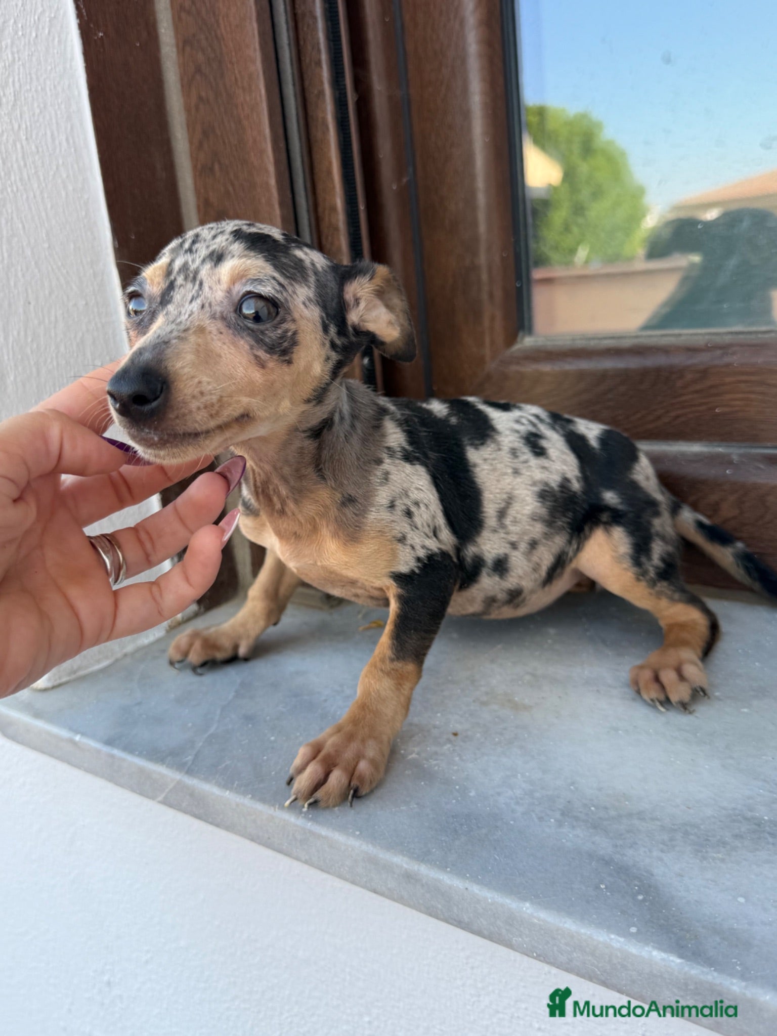 Pinscher Miniatura perros Mini pincher Merle disponibles  - Anuncio 1