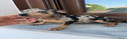 Pinscher Miniatura perros en venta: Mini pincher Merle disponibles  - Anuncio 3