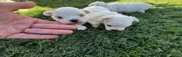 Bichón Maltés perros en venta: Bichon Maltes  - Anuncio 3