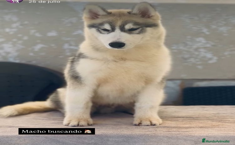 Husky Siberiano perros - Anuncio 1