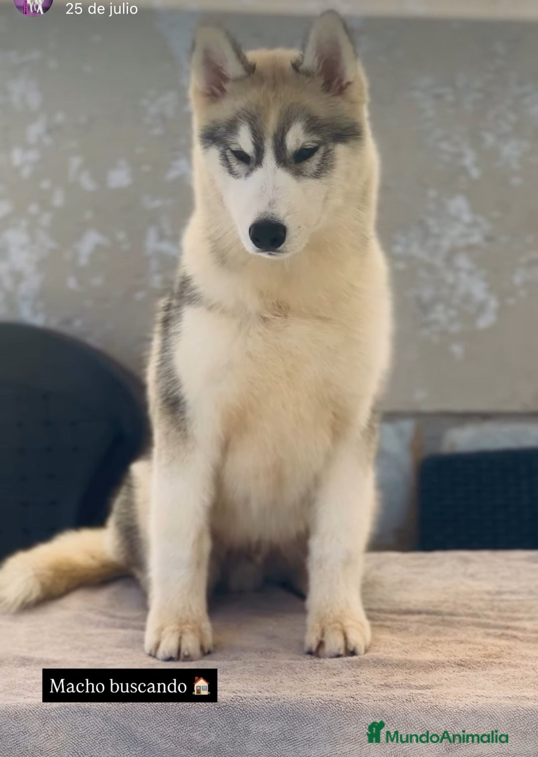 Husky Siberiano perros en venta: PRECIOSO CACHORRO DE HUSKY SIBERIANO - Imagen 1