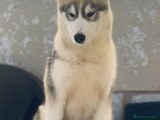 Husky Siberiano perros - Anuncio 9