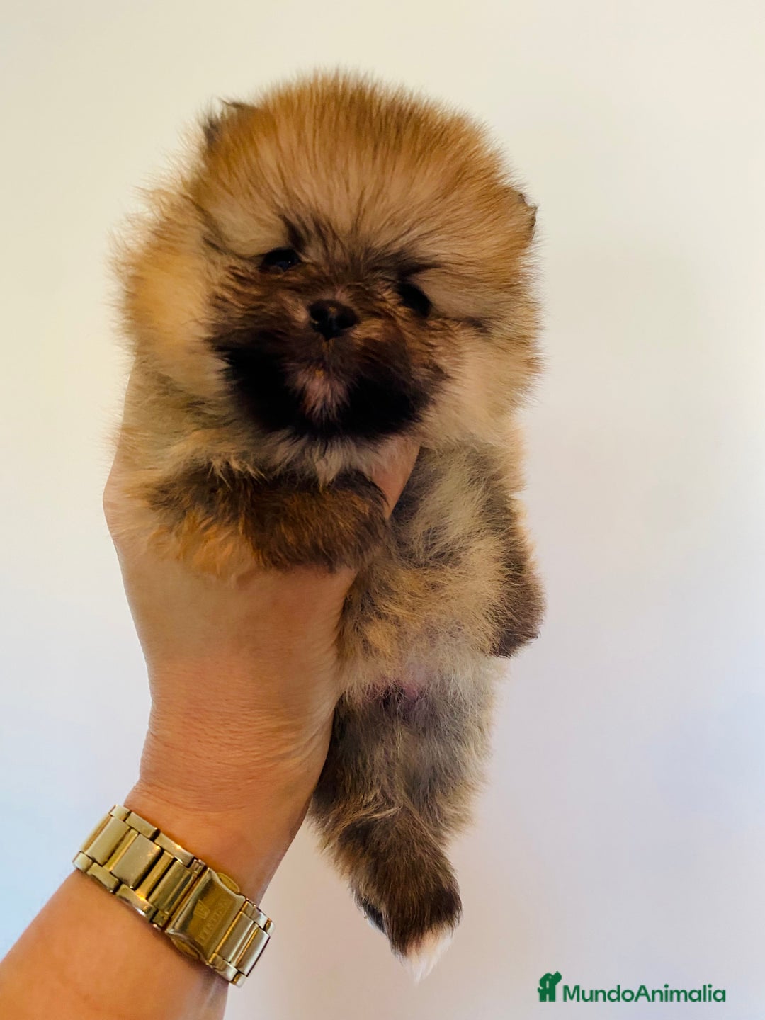 Pomerania perros en venta: Pomerania miniatura  - Anuncio 3