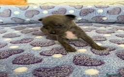 Raza Mixta perros en venta: CHIWHIP - Imagen 23