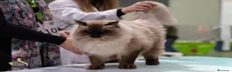 Ragdoll gatos en venta: Gato Ragdoll Seal Colourpoint - Anuncio 2