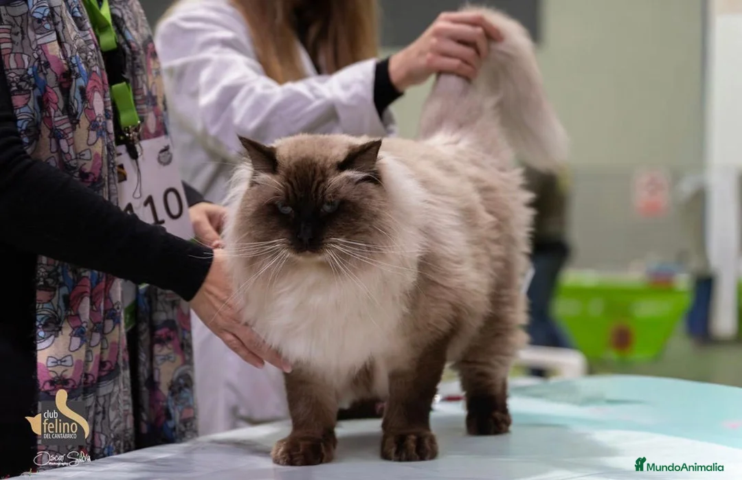 Ragdoll gatos en venta: Gato Ragdoll Seal Colourpoint - Anuncio 2