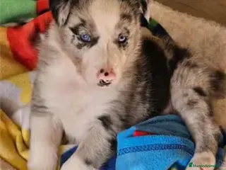 Border Collie perros Border collie blue merle - Anuncio 1
