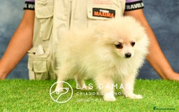 Pomerania perros en venta: 🧸 Pomerania disponibles padres vista visitanos ‼️ en Rubena - Imagen 4