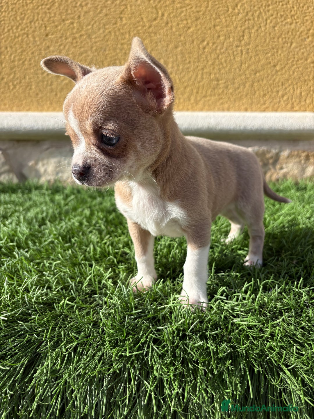 Chihuahua perros en venta: Chihuahua macho marrón blue ojos azules - Anuncio 12
