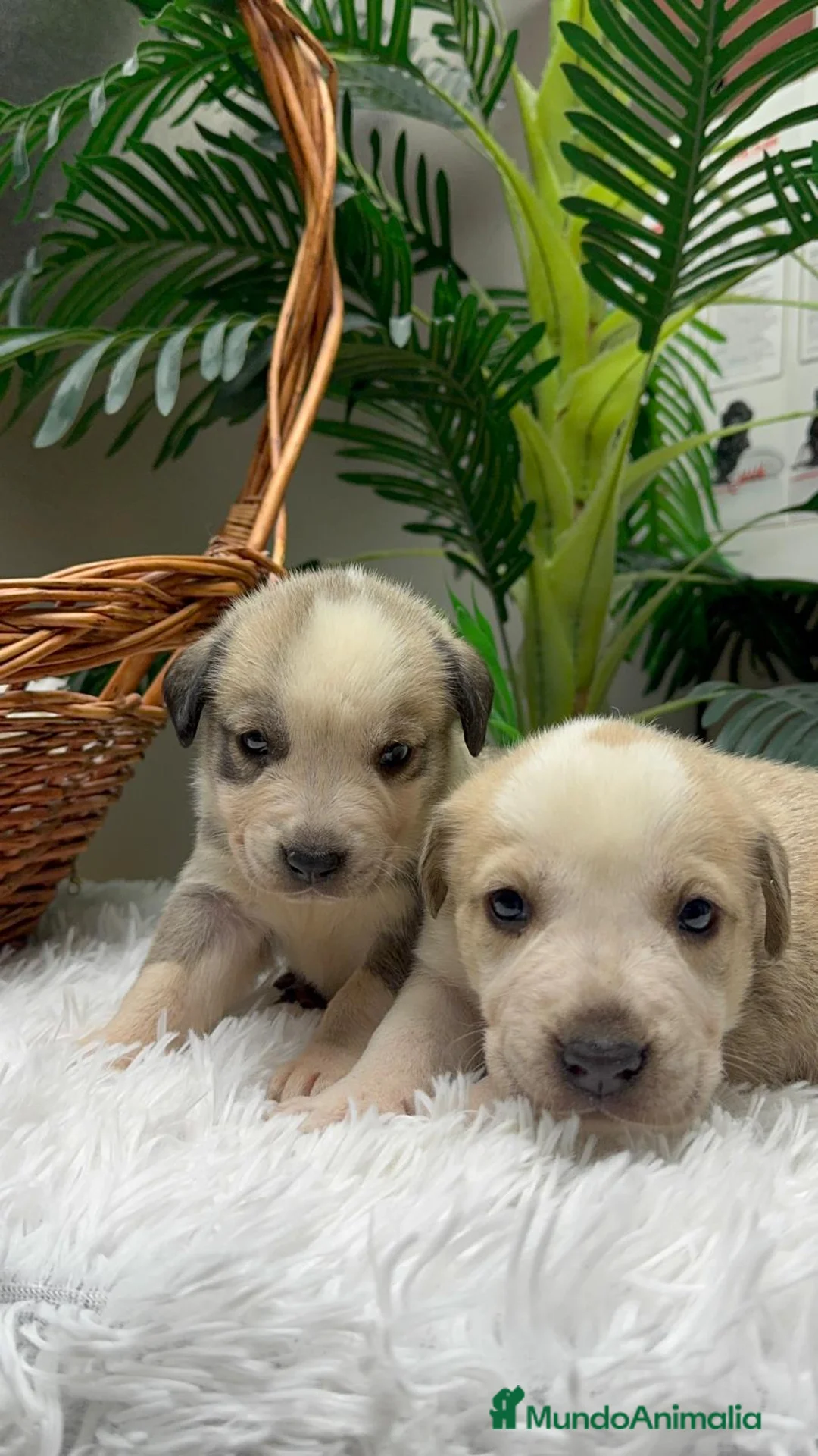 Mastín Español perros en venta: MASTIN ESPAÑOL - Anuncio 11