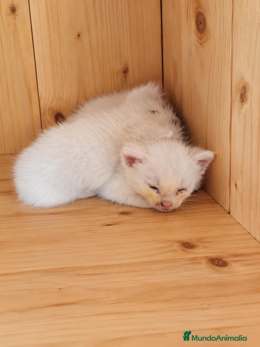 Angora Turco gatos Angora x Europeo gatitos blancos - Anuncio 1