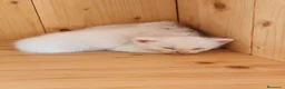 Angora Turco gatos en venta: Angora x Europeo gatitos blancos - Anuncio 1