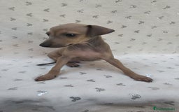 Pequeño Lebrel Italiano perros en venta: Pequeño lebrel Italiano Piccolo  - Imagen 2