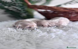 Maltipoo perros en venta: MALTIPOO HEMBRAS - Imagen 10