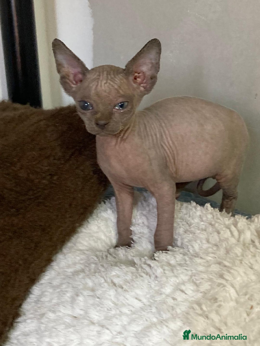 Sphynx gatos en venta: Gatita Sphynx preciosa  - Anuncio 3