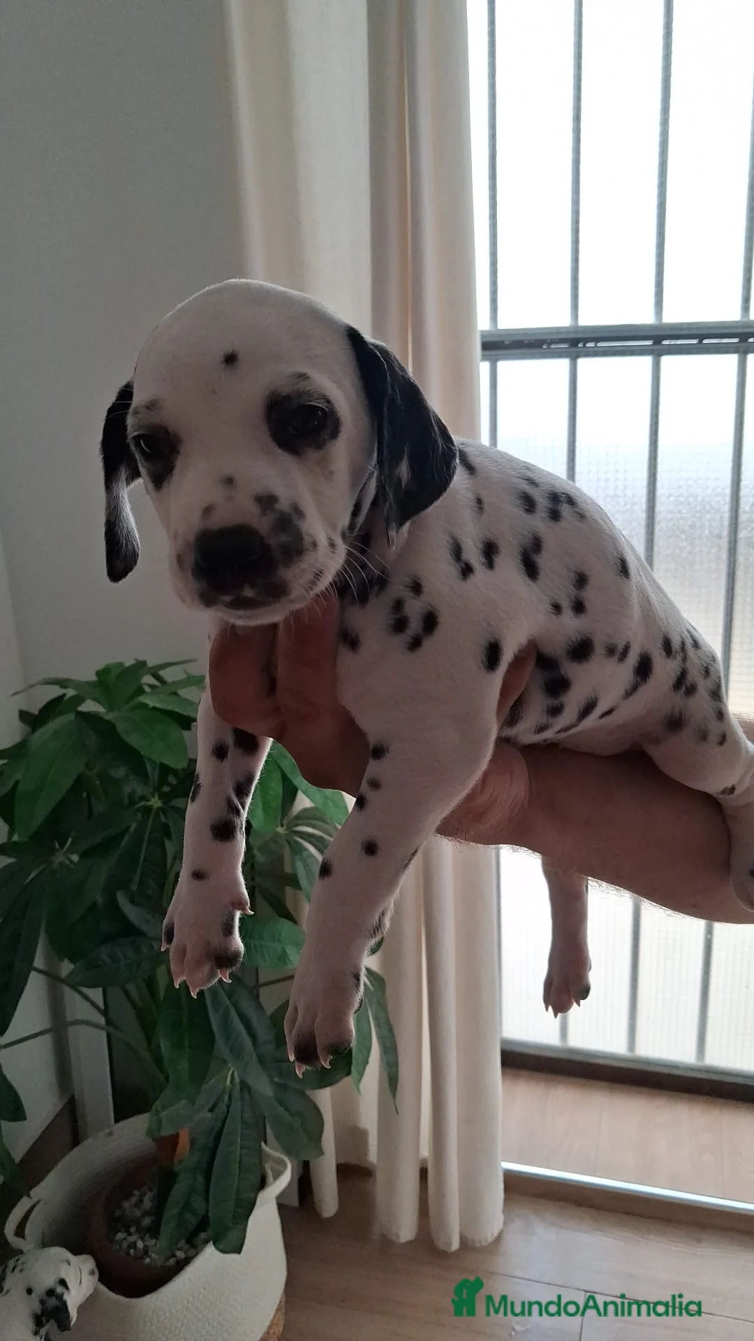 Dálmata perros en venta: Cachorros de dálmata🐶🐾 en Málaga - Anuncio 1