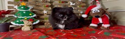 Pomerania perros en venta: Pomeranian toy - Anuncio 3