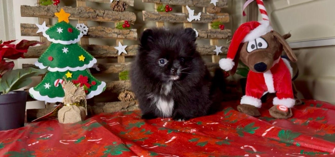 Pomerania perros en venta: Pomeranian toy - Anuncio 3