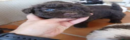 Perro de Agua Español perros en venta: Cachorros de Perro de agua  - Anuncio 9