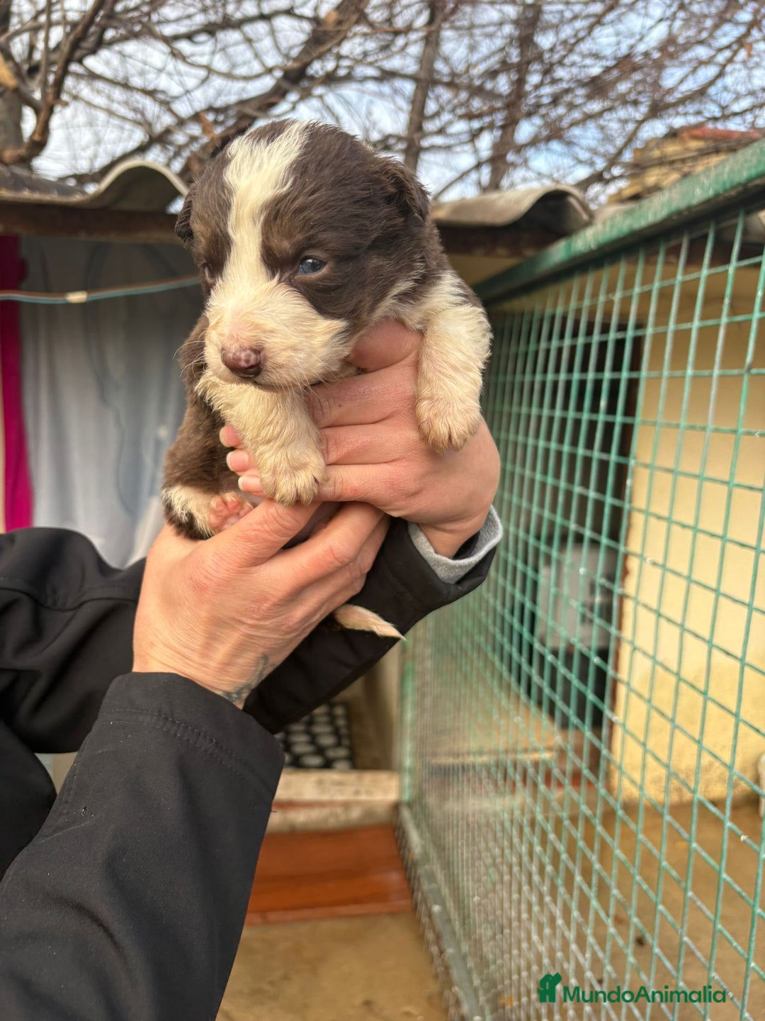Border Collie perros en venta: Cachorro de Border Collie hembra chocolate  - Anuncio 15