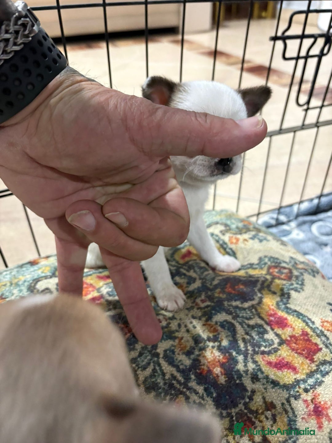 Chihuahua perros en venta: Chihuahua mini toy tricolor  - Anuncio 6