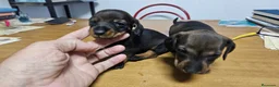 Teckel perros en venta: Espectaculares teckel canichem  - Anuncio 4